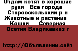 Отдам котят в хорошие руки - Все города, Старооскольский р-н Животные и растения » Кошки   . Северная Осетия,Владикавказ г.